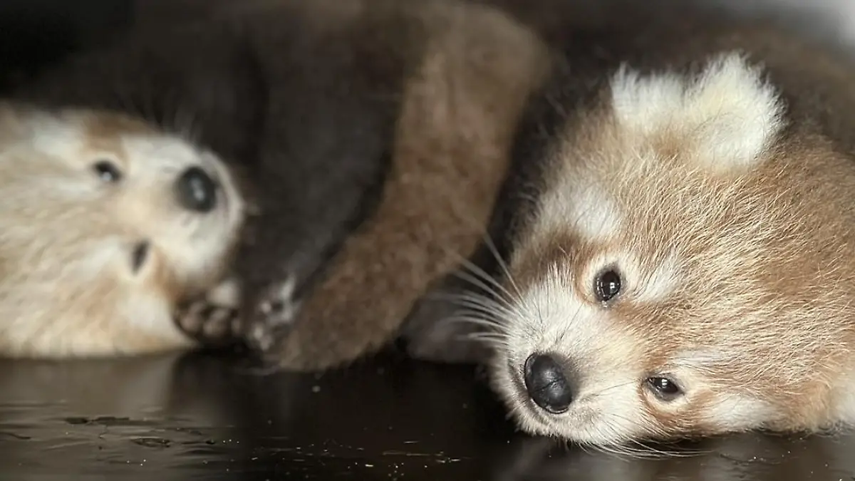 Pandas rojos Francias 